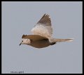 _9SB9311 eurasian collared dove